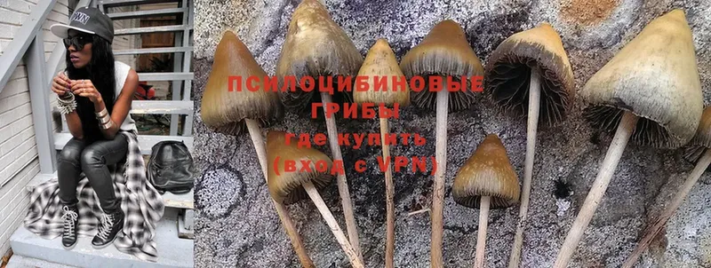 Псилоцибиновые грибы Cubensis  купить наркоту  Полярные Зори 